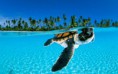 /album/te-imaginas-algo-asi/turtle-wallpaper-jpg/